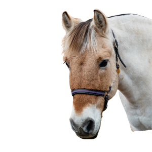 A dun horse head with a purple halter.